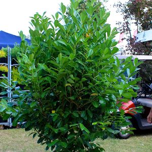 Prunus laurocerasus “Greentorch”