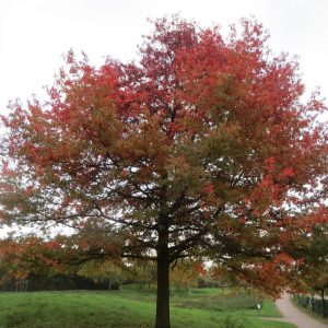 Quercus coccinea