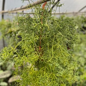 Rhipsalis cereuscula