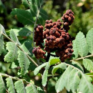 Rhus coriaria