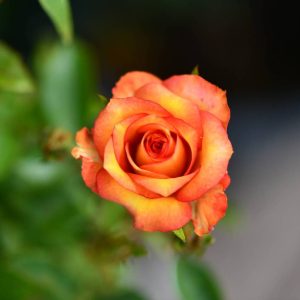 Rosa – Arancio Sfumato Giallo