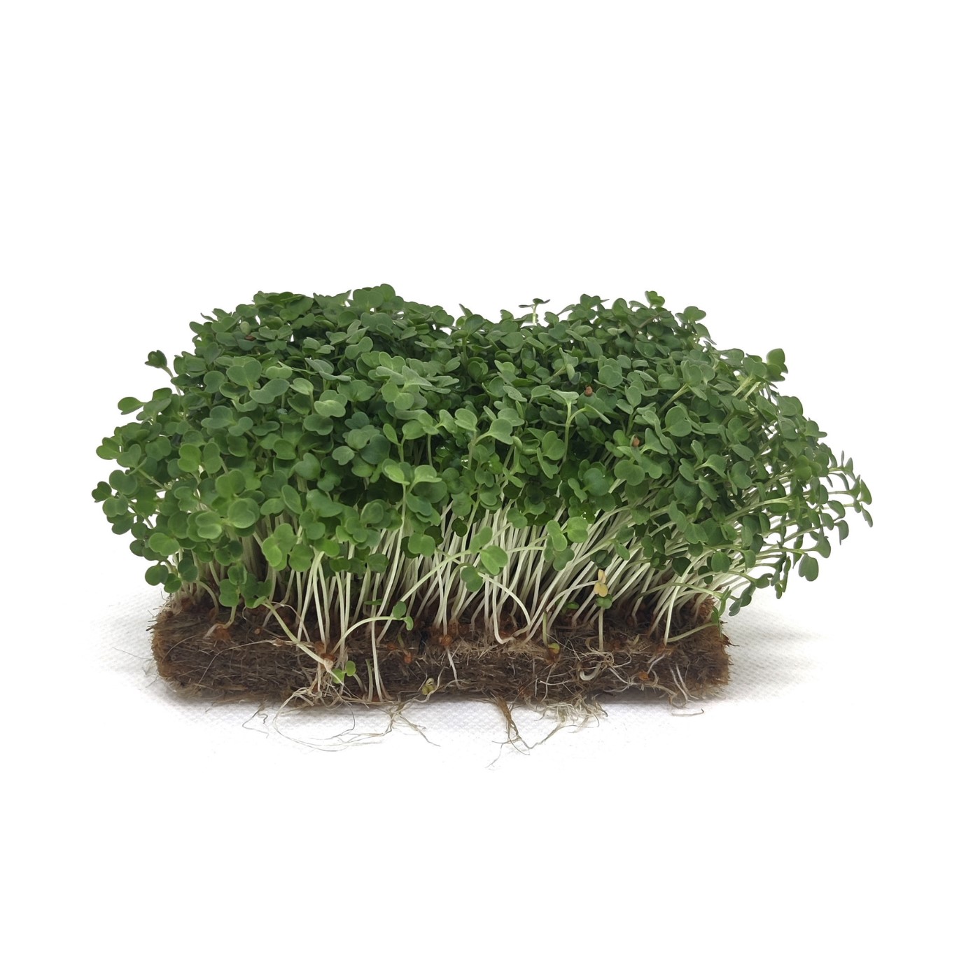 Rocket (Arugula)