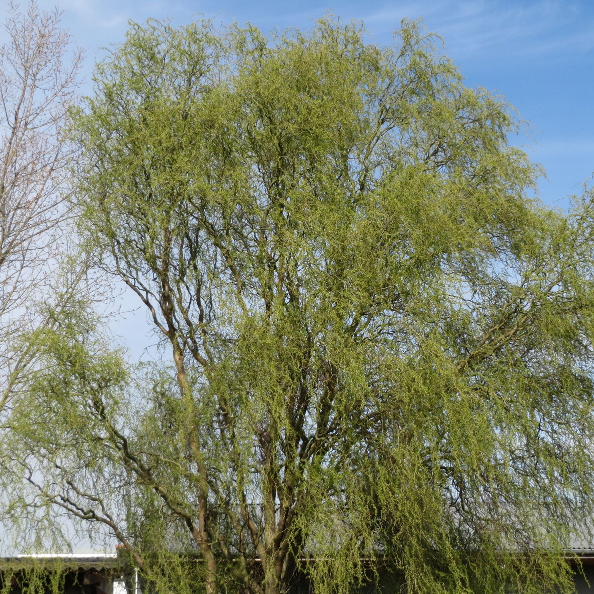 Salix babylonica “Tortuosa”