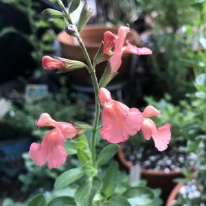Salvia greggii “Lowry’s Peach”