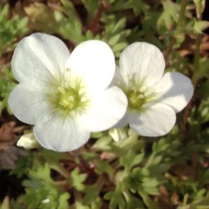 Saxifraga x arendsii “Schneeteppich”