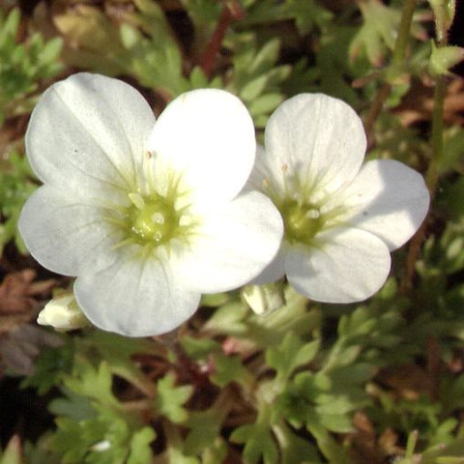 Saxifraga x arendsii “Schneeteppich”