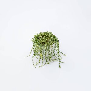 Senecio rowleyanus “Variegatus”