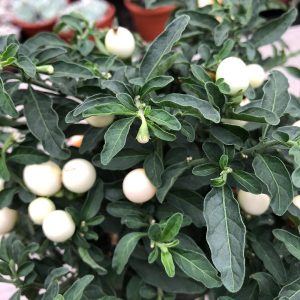Solanum pseudocapsicum “Albino”