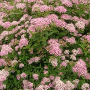 Spiraea japonica “Little Princess”