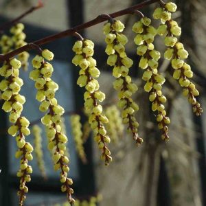 Stachyurus chinensis “Celina”