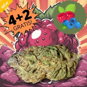 Seven Hemp | TNT Berry marijuana CBD