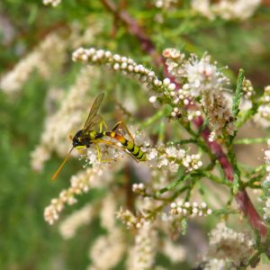Tamarix gallica “Bianco”