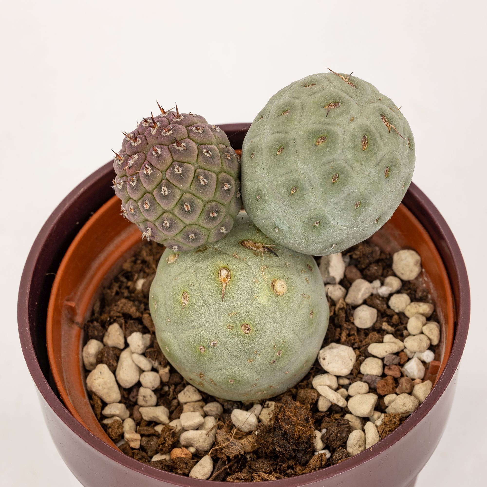 Tephrocactus geometricus - immagine 2