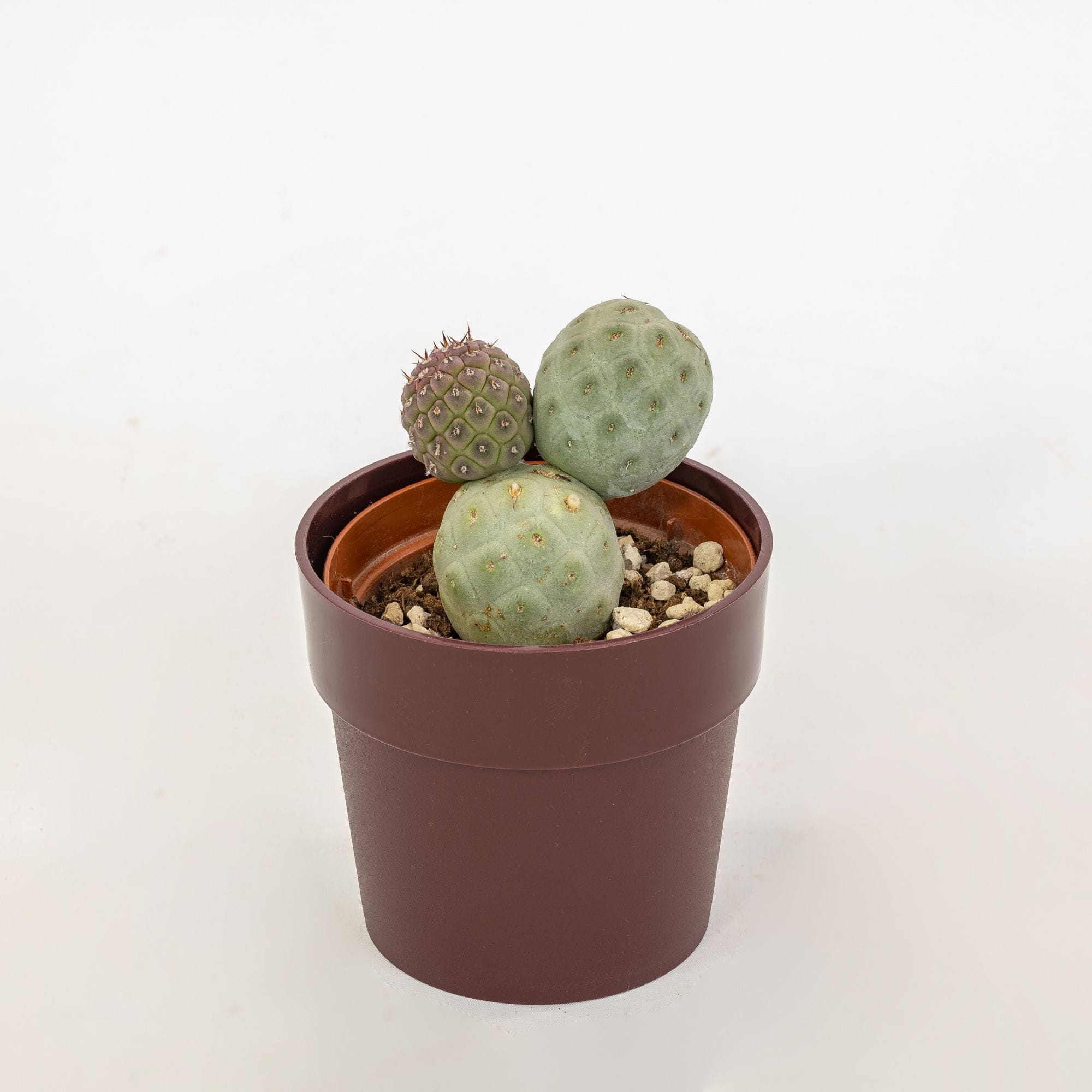 Tephrocactus geometricus