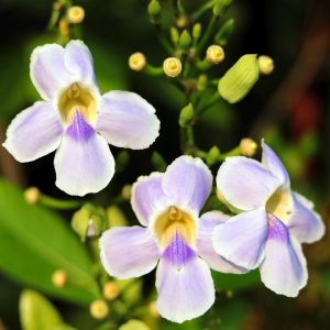 Thunbergia grandiflora 