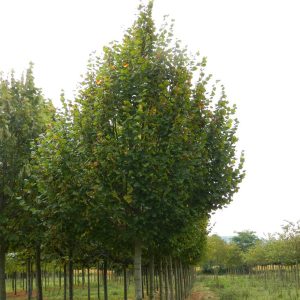 Tilia platyphyllos “Zelzate”