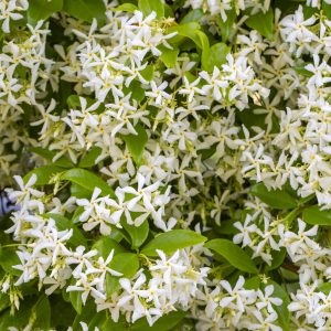 Trachelospermum jasminoides