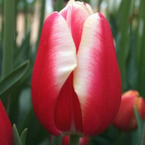 Tulipano Leen Van Der Mark – Bulbi