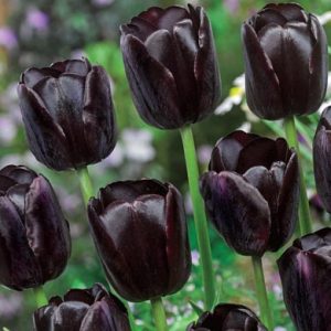 Tulipano Single Late Queen of Night