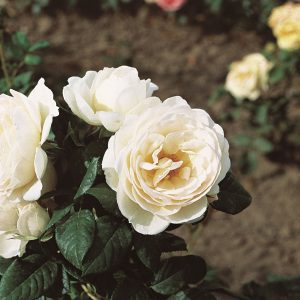 Uetersener Klosterrose