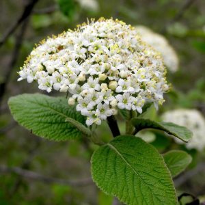 Viburnum lantana