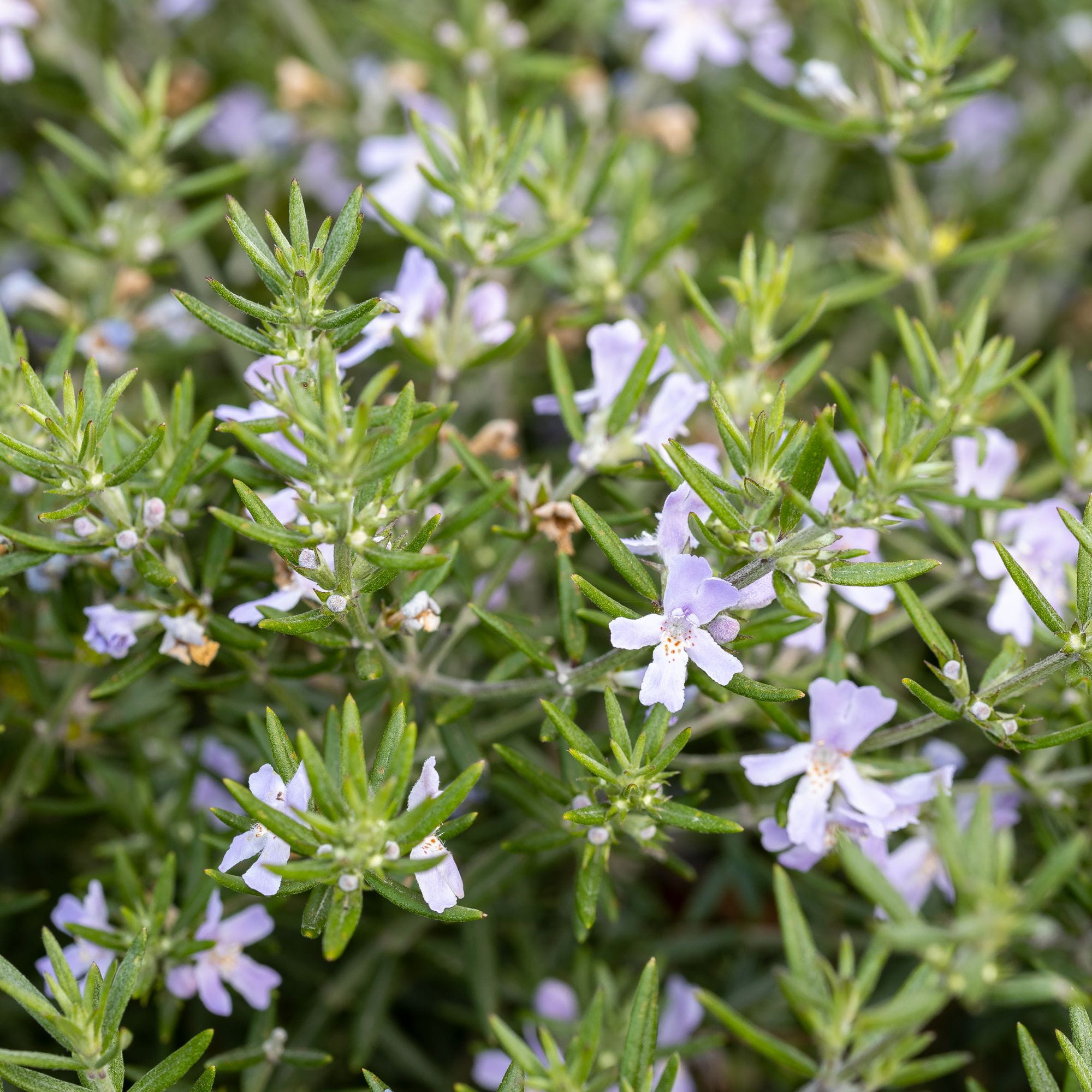 Westringia fruticosa “Azzurra”