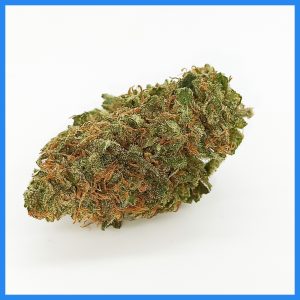 Artemisia | Calien ⚡Sfuso