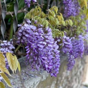 Wisteria frutescens “Longwood Purple”