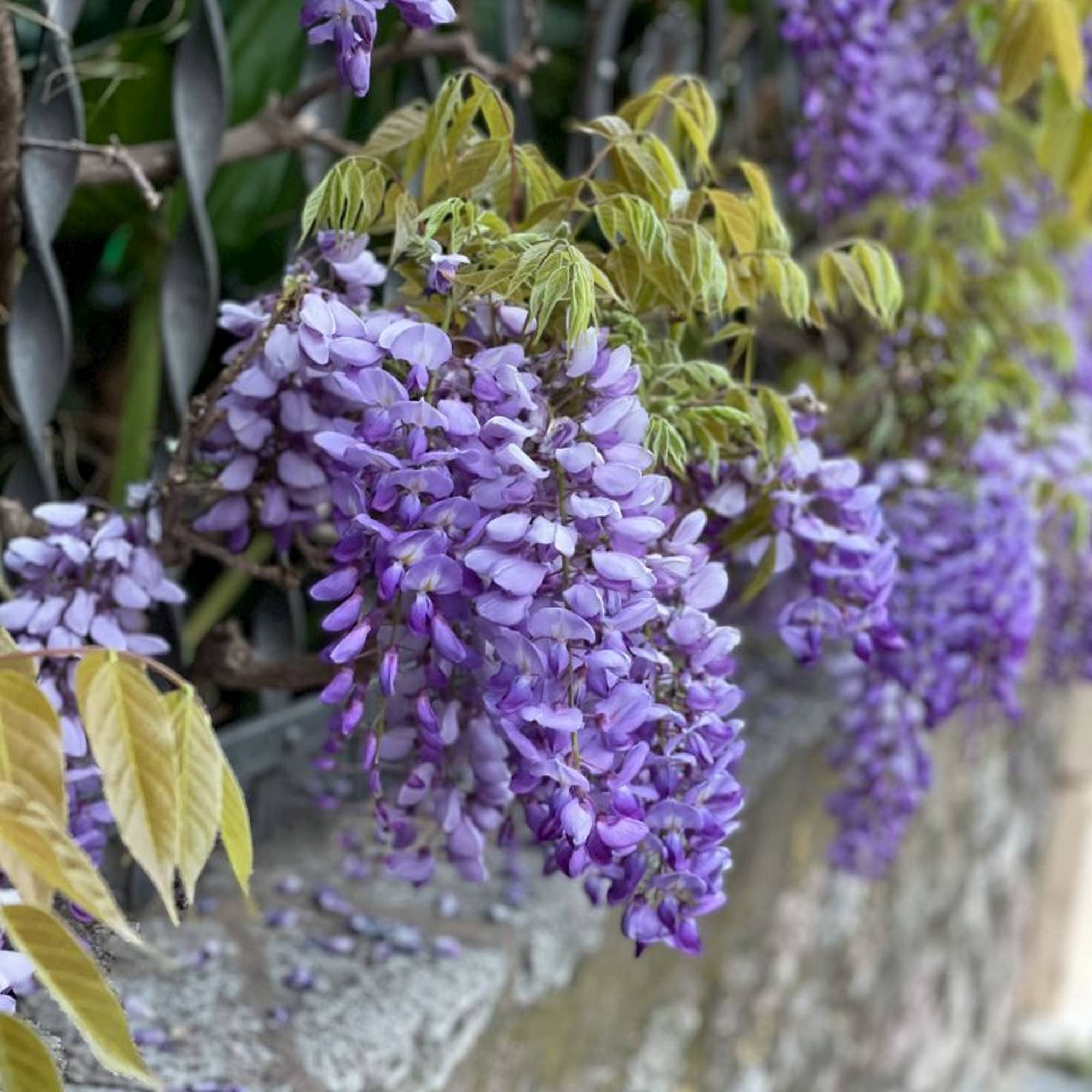 Wisteria frutescens “Longwood Purple”