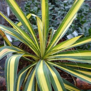 Yucca filamentosa “Color Guard”