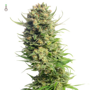 Amsterdam Genetics | Spicebomb