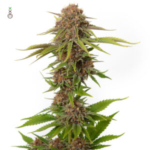 Forbidden Passionfruit