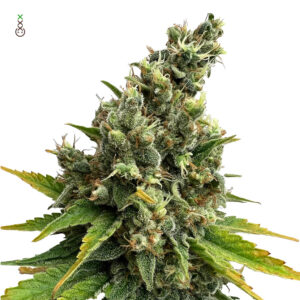 Amsterdam Genetics | Lemongrass