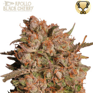 Seed Stockers | Apollo Black Cherry Auto