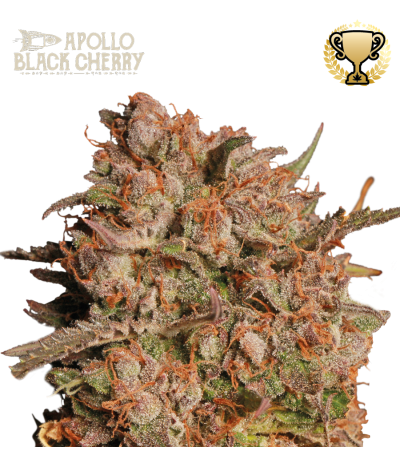 Seed Stockers | Apollo Black Cherry Auto