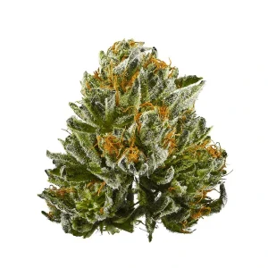 Gold CBD | Bubba Kush