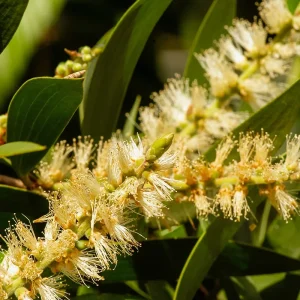 Eos Olio Essenziale Cajeput