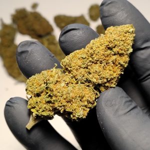 Semi Matti | CannaPiña Colada outdoor
