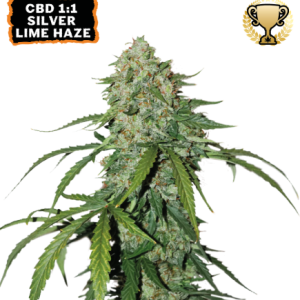 Seed Stockers | CBD 1:1 Silver Lime Haze Auto