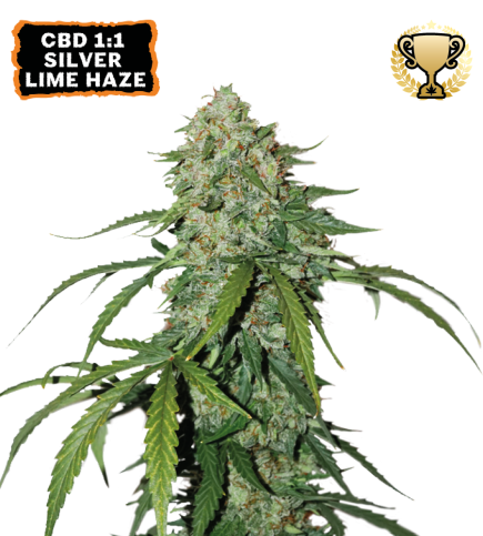 Seed Stockers | CBD 1:1 Silver Lime Haze Auto