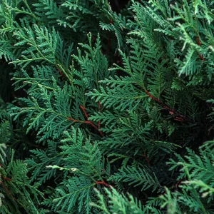 Eos Olio Essenziale Cipresso