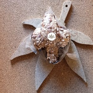 Canapuglia | Colomba di canapa