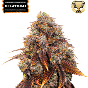 Seed Stockers | Gelato 41