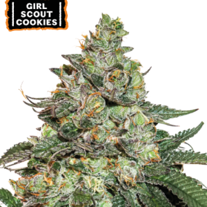 Seed Stockers | Girl Scout Cookie Auto