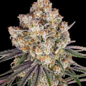 Ice Cream Cake Strain