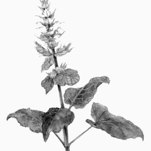 SALVIA SCLAREA