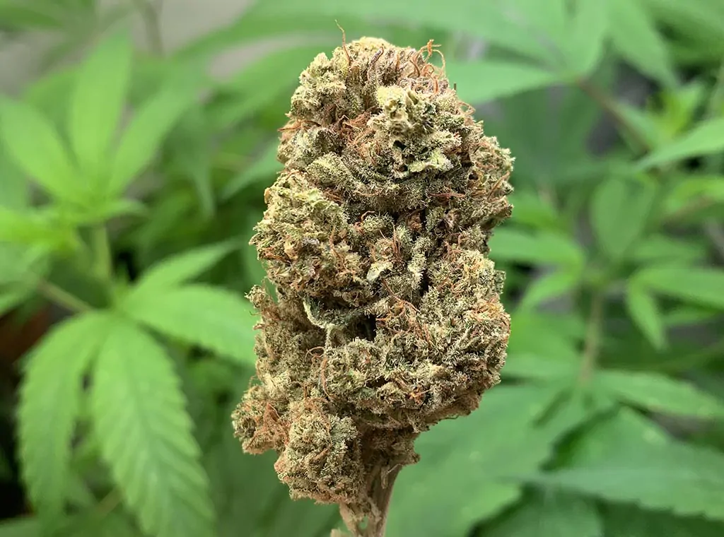 Canapa Light Blue | Kush CBD Indoor - immagine 3