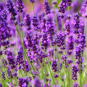 Eos Olio Essenziale Lavanda Angustifolia