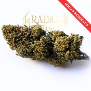 Radici Farm Shop | Mimosa Zkittlez – Cannabis Light