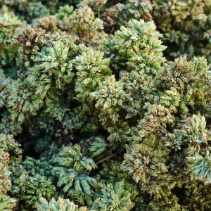 Eos Olio Essenziale Origano